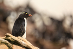 Southern Rockhopper Penguin beside colony, Saunders Island
