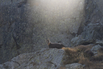 Chamois col de Fenestre