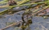 Common Hawker