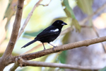 White-shouldered Tanager (male), Osa Peninsula, Costa Rica