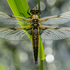Four Spotted Chaser