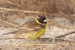 Yellow Breasted Bunting