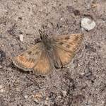 Dingy skipper (Erynnis tages)