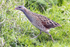 Corncrake