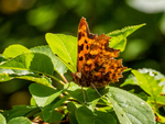Comma