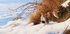 Winter partridge.
