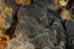 Diplosoma spongiforme