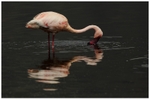 Flamingo Reflection
