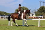 Skewbald and Piebald Ridden Championship portfolio