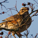 Redwing