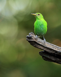Green Honeycreeper (female) perched near feeder, Costa Rica