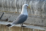 Kittiwake