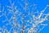 White Branches 2