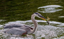 Great Blue Heron _0071