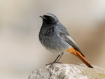 Black Redstart (male), Brean Sands, Somerset