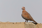 Laughing Dove