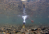 Mallard duck feeding underwater in Wiltshire.