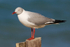Grey-headed Gull perched on a fence post