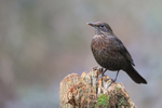 Blackbird (female) perched, Otterbourne, Hampshire