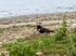 Oystercatcher