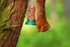 Red Squirrel