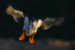 Atlantic Puffin