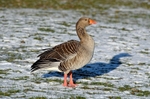 Greylag Goose