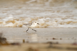Sanderling - Calidris alba RPNP0675