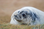 Atlantic Grey Seal