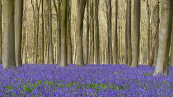 Bluebell shade