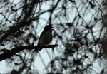 Pied Flycatcher