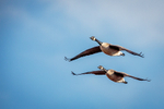 Tandem Flight
