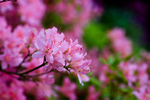 Pink Rhododendron - DSC_7143_00007
