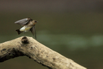 Southern Rough-winged Swallow portfolio