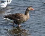 20110422-IMG_4607