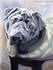 Frank the Pug