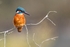 Kingfisher Alcedo Atthis029