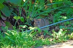 Brown Rat