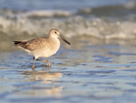 Willet wading in sea, Fort De Soto Park, Florida