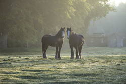 #129  Killinthomas Horses III