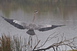 Great Blue Heron _0092