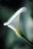 Zantedeschia Aethiopica