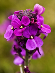 Wallflower