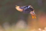 Sunset Puffin flight