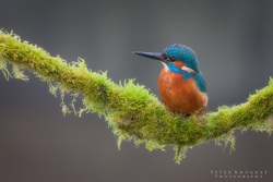 Kingfisher