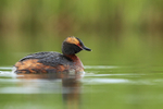 Slavonian Grebe, Lake Myvatn, Iceland