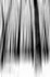 Tree - 0711 bw motion blur