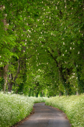 Horse Chestnut Avenue