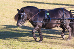 Harness Driving Challenge 14. 0A3A9693