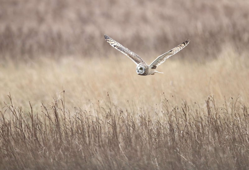 Short Eared Owl